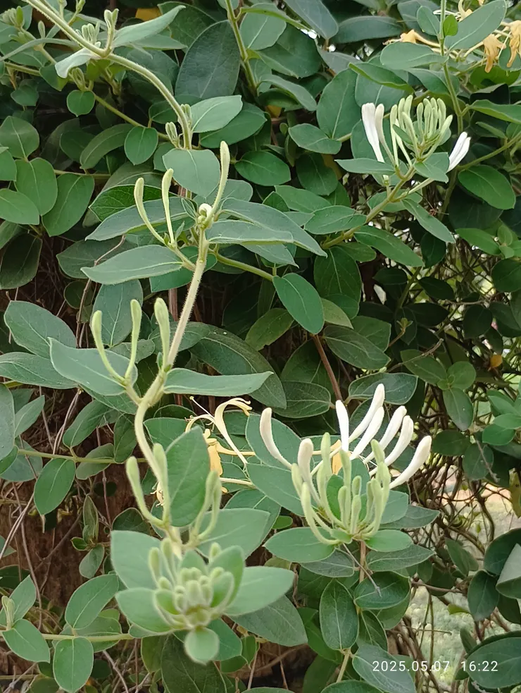 雨前風送金銀（花）搖