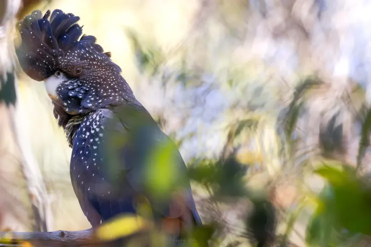 Red-tailed Black-Cockatoo / 紅尾黑鳳頭鸚鵡