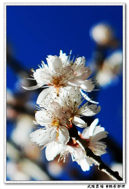 武陵農場往年2月中旬櫻花花況