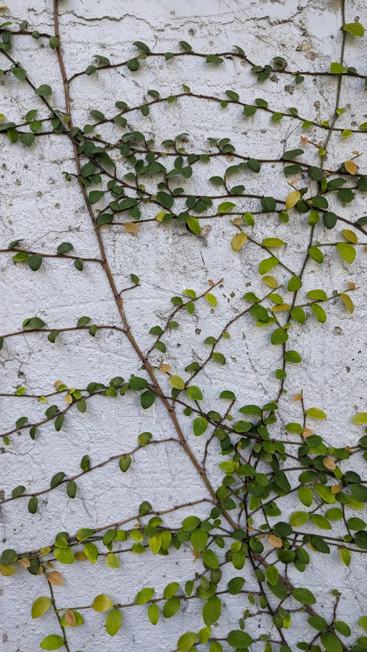 一片林、一棵樹、一串枝,都少不了每片不同葉片的組成。