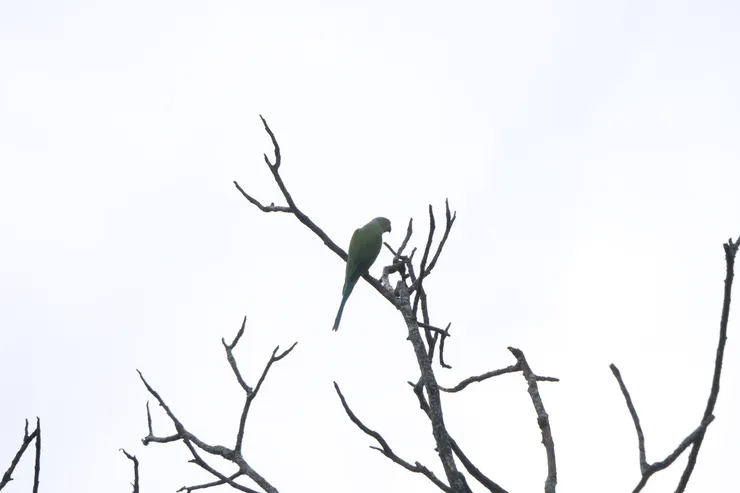 Rose-ringed parakeet