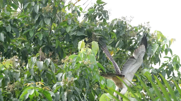 不肯定是否Changeable hawk-eagle