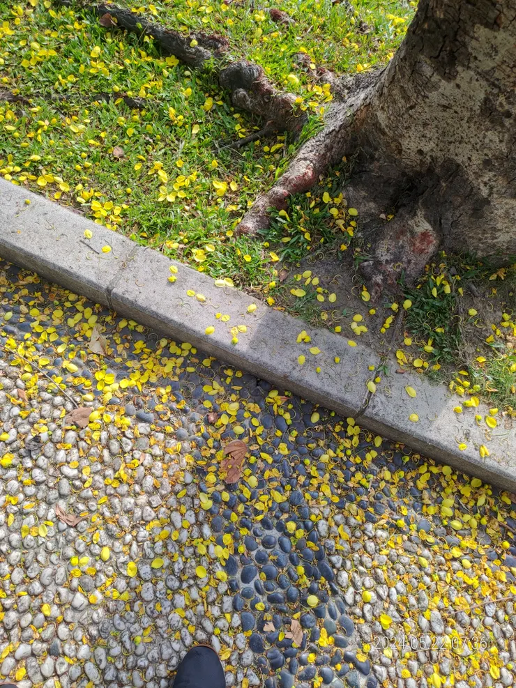 阿勃勒樹的落葉花朵