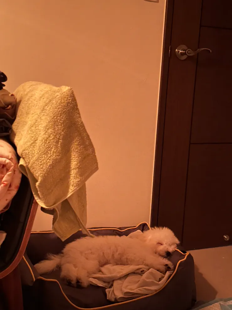 第一天晚上哭哭後進房間睡覺