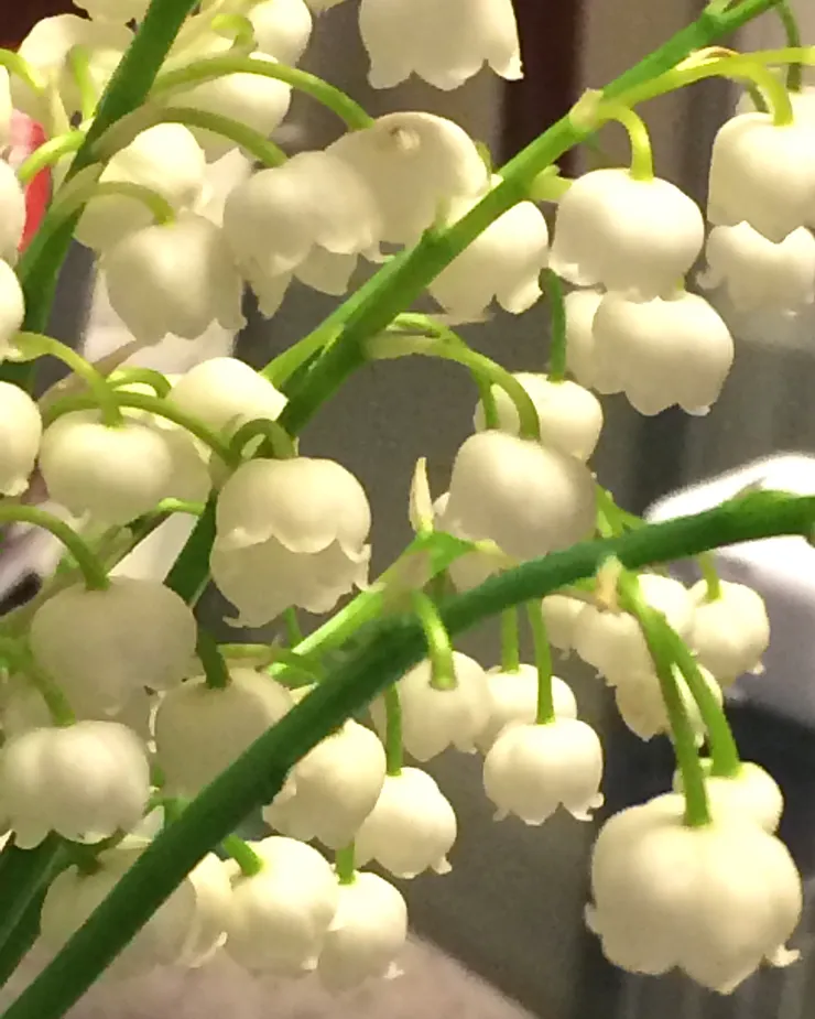 我熱愛的鈴蘭花,來自好友的阿姨家後院。