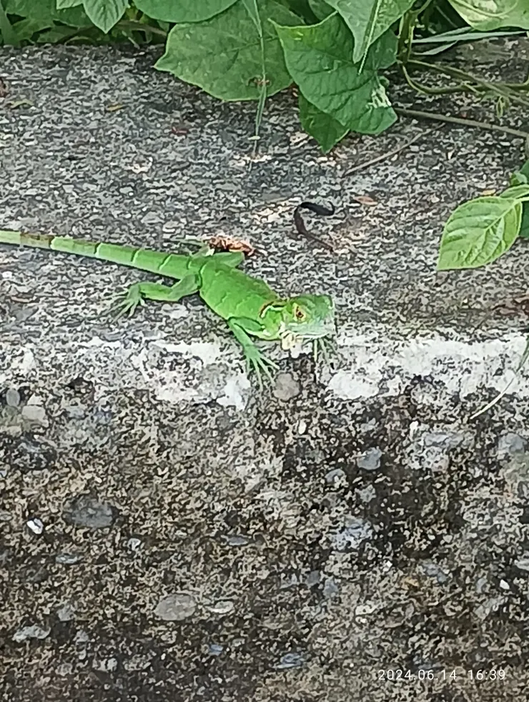 昨雨歇，單車騎憩，一綠色蜥蜴陪坐約一小時，待我告別離去她才離，萬物皆一體呀！時間如前後照片上所示