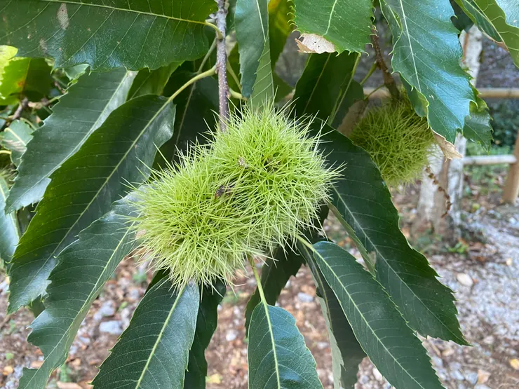 栗子🌰的刺真的好刺（廢話）需要手套或鞋子