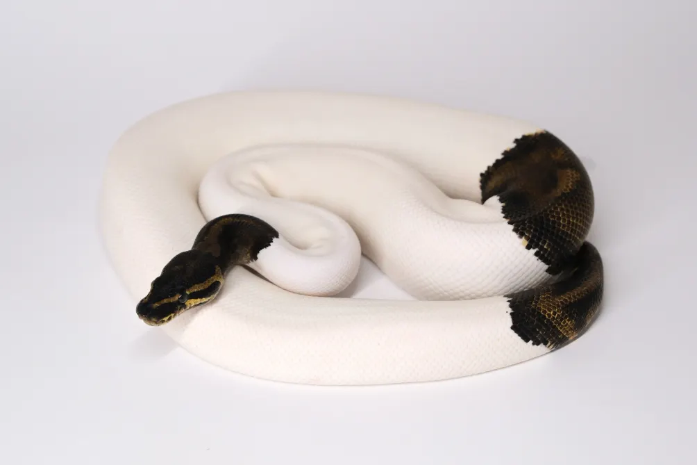 實用球蟒飼育指南 by 來隻蛇 The Lazy Snake