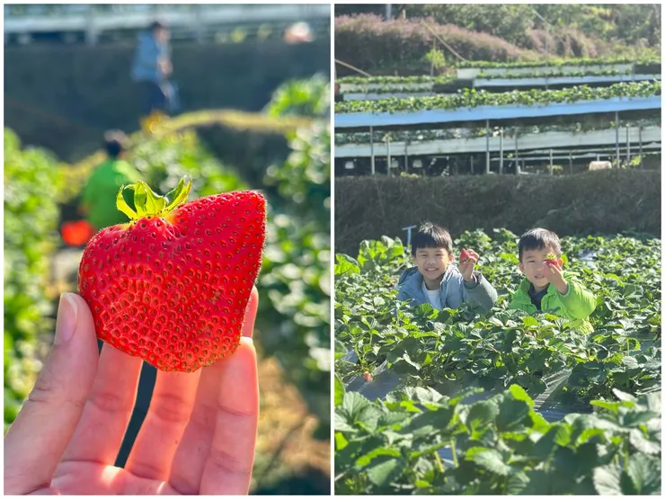 要採又大又好吃的草莓：1.早上9:30前到果園。2.海拔越高越好吃 ＠蜜境