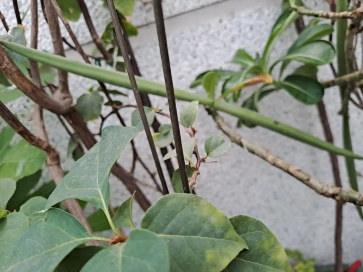 看到蓇葖果了