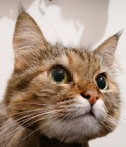 打馬賽克的右眼