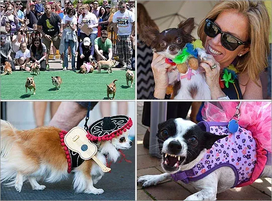 Chihuahua 狗狗賽跑