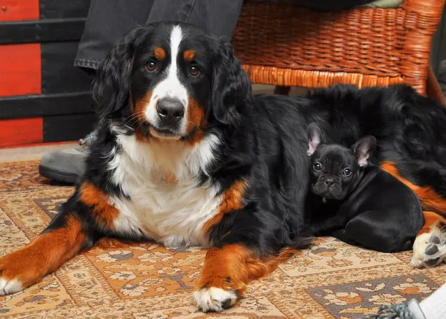 伯恩山犬壽命6-8年