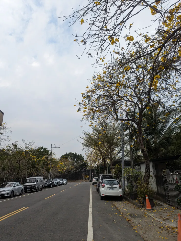 映月橋旁的都謝了