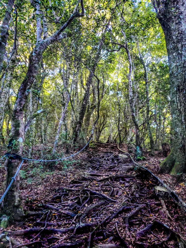 盤根錯結的樹枝步道是中級山特產之一
