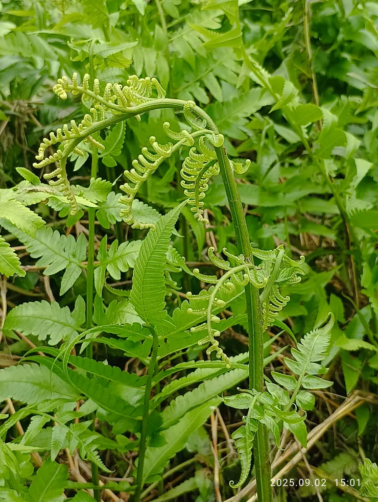 取剛生長出來的嫩莖，如近照的那株