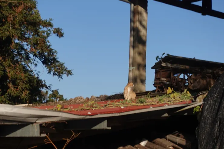 第二天早晨慵懶的貓