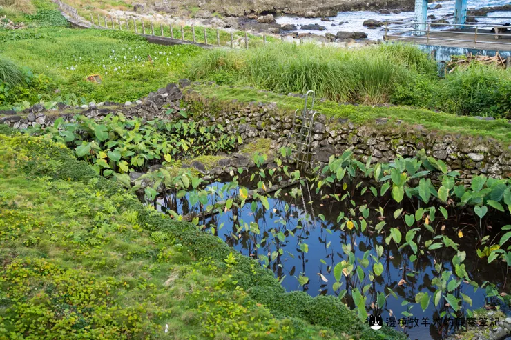 蘭嶼芋頭品種多，光是水芋就有12種