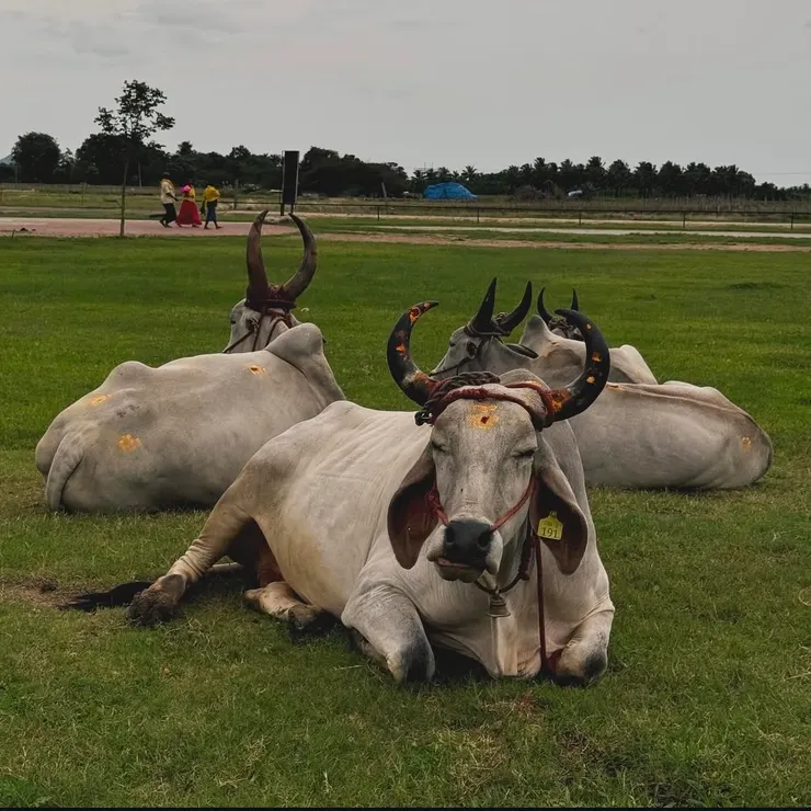 園區裡慵懶的牛