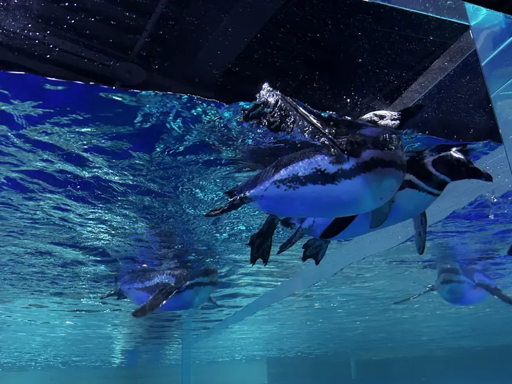 台中海洋館企鵝