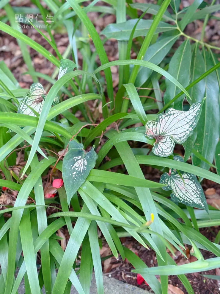 這個不知道是什麼觀音?😍😍