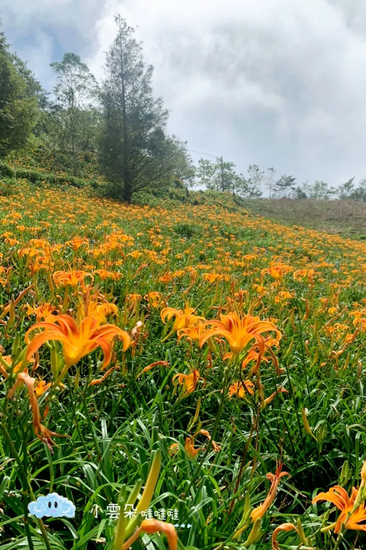 面著陽光、吹著海風的太麻里金針花