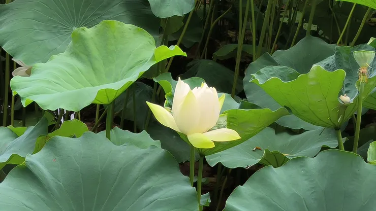 西安興慶公園荷花池 @作者拍攝202307