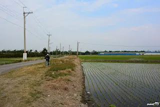 (9284)-農路和稻田的中間即是鐵路路廊-往大林方向拍