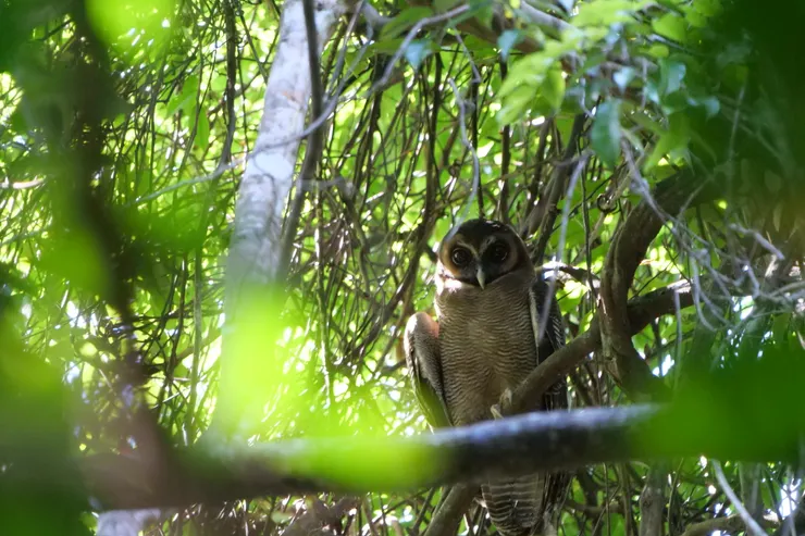 Brown Wood Owl