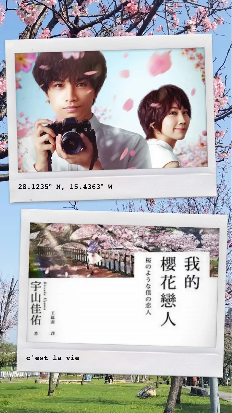 改編自暢銷小說的日本電影《我的櫻花戀人》