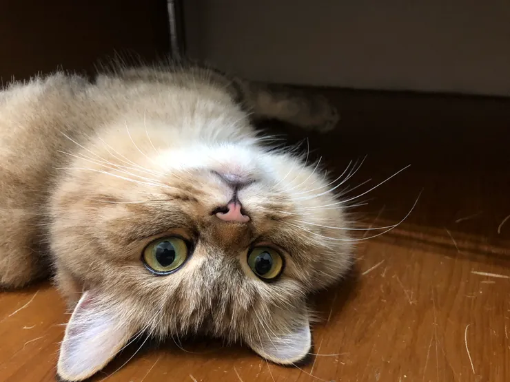 拍攝於2017/10/06 晚上10:35，這時候圓圓兩歲初