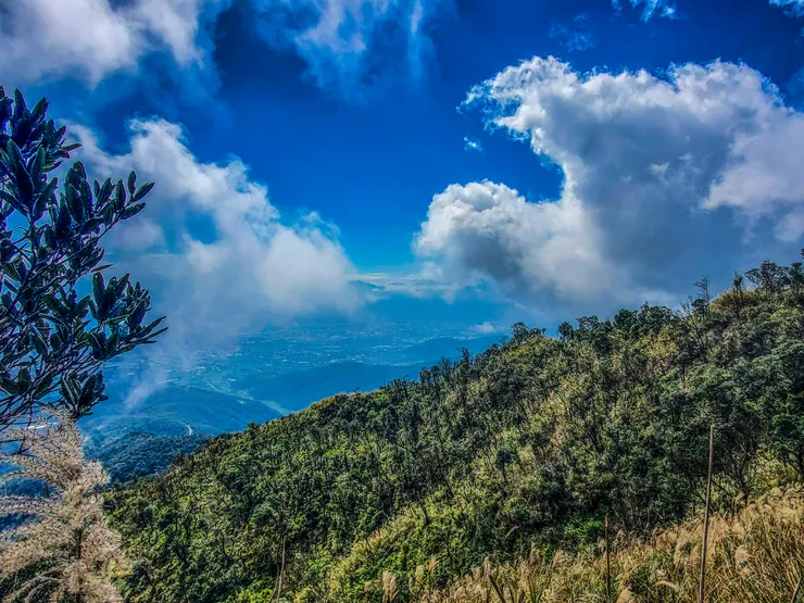 隊友說這整片都是苦茶樹