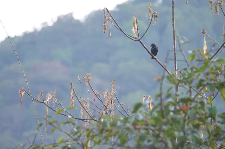 路上的Sri Lanka Hill Myna 斯里蘭卡獨有種