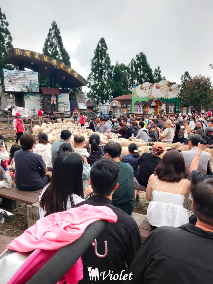 青青草原綿羊秀