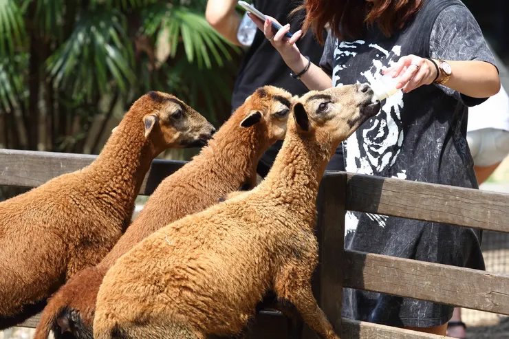 《動物農莊生態區 巴貝多黑肚綿羊。圖／飛牛牧場》　