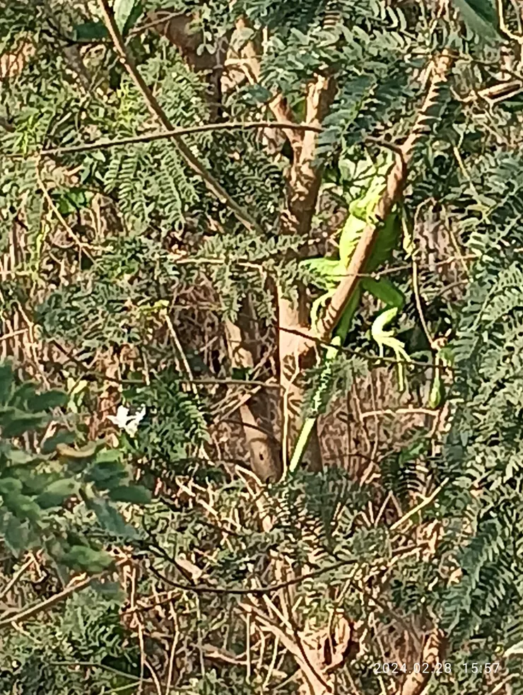 銀合歡樹上的綠鬣蜥