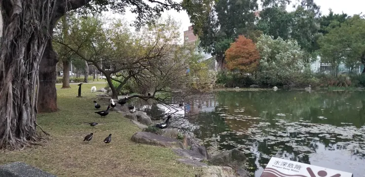 圍在水池邊的紅冠水雞