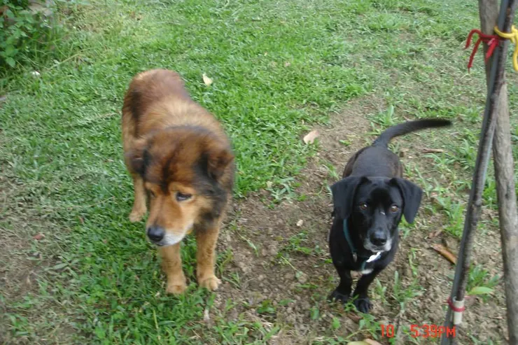 老狗陪伴~田園種菜~FIRE萬歲