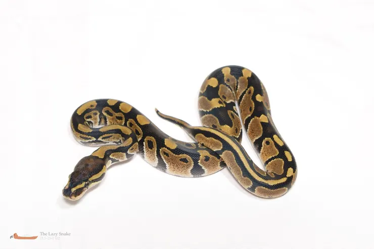 Normal het Pied 50% het Albino