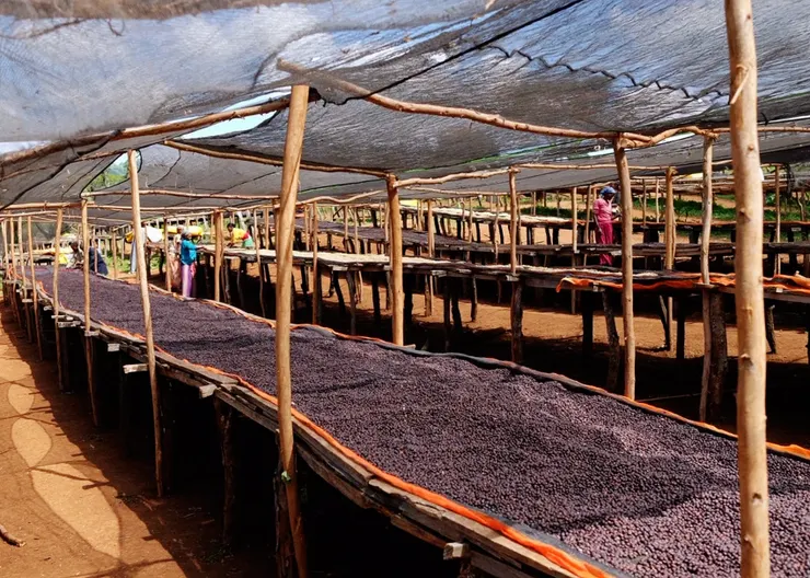 以非洲棚架日曬方式緩慢乾燥