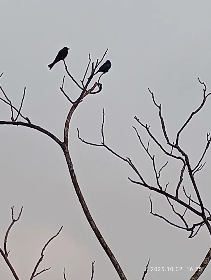 烏秋高立數聲殘