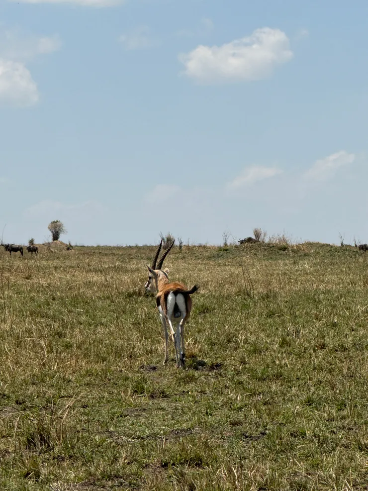 有看到他的尾巴嗎? 跟著搖擺會很開心喔! (瞪羚 gazelle)