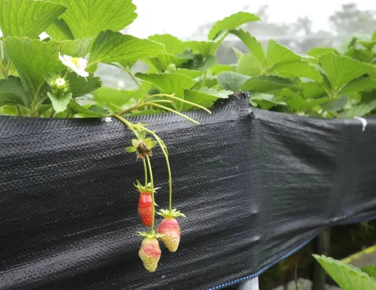 長得很好笑的草莓三兄弟