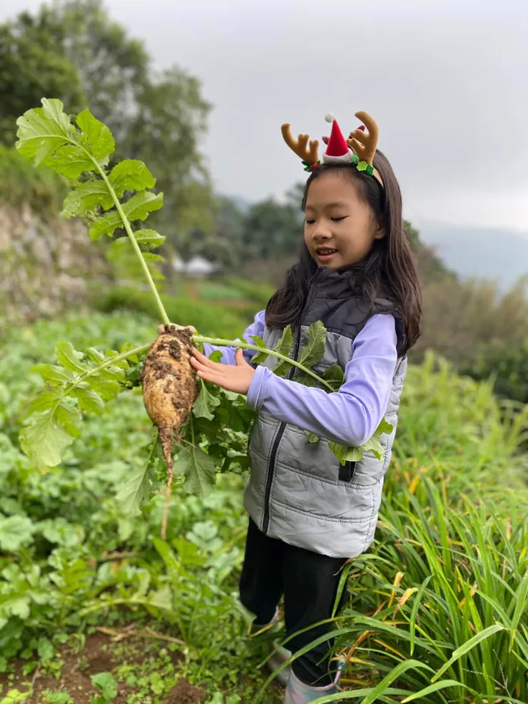 在冬雨、春櫻 雲海中的半農半Ｘ 這一顆白蘿蔔 不只是白蘿蔔