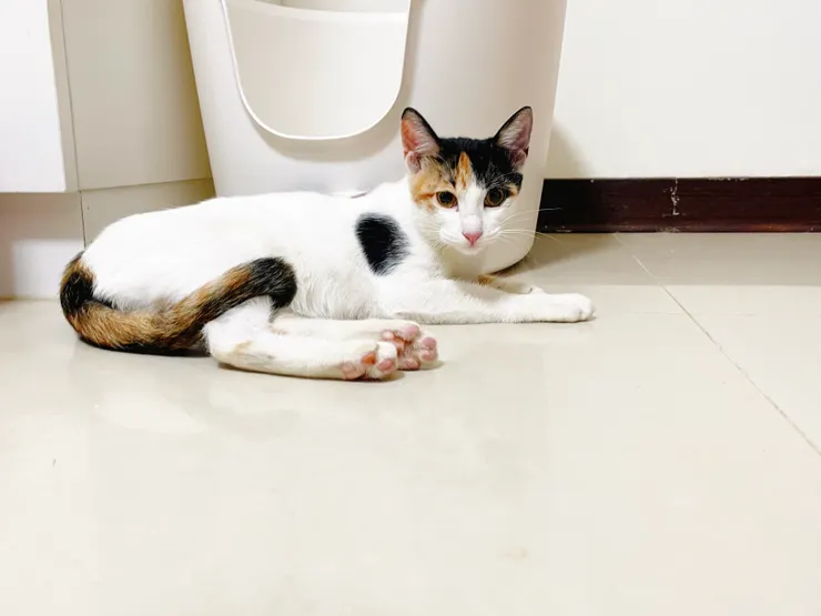 果然，漂亮在貓界也是一種免死金牌。