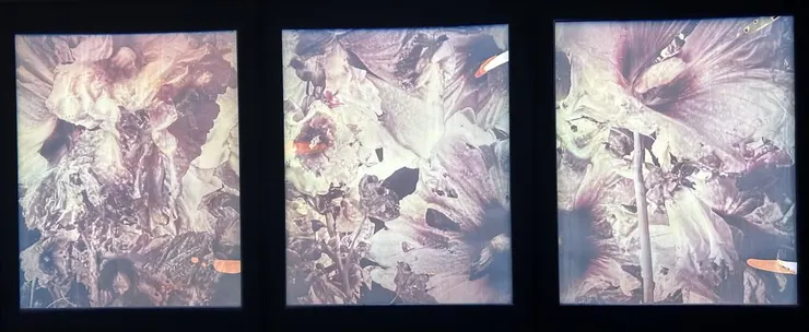 安娜·里德勒，《慢慢安靜地淡去 Slowly, Fading, Quietly》：數位照片