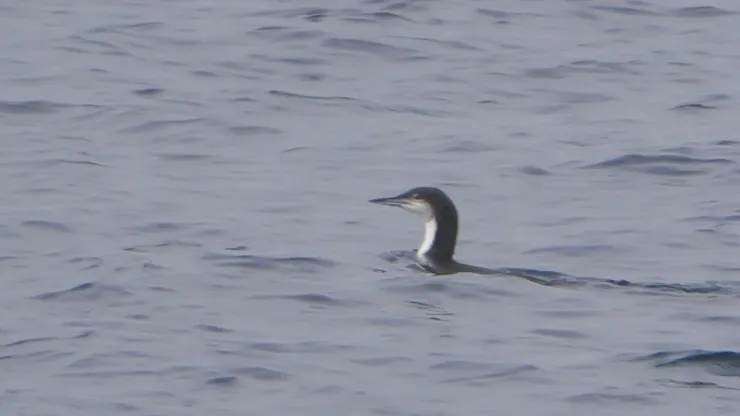 船上過海時有新發現--黑喉潛鳥