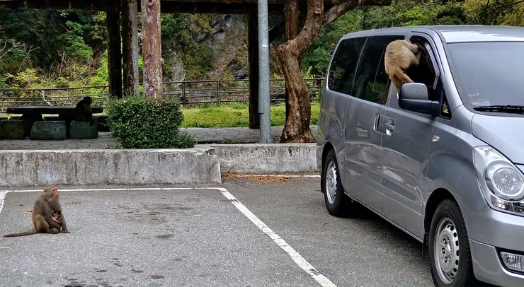 【食不露白小七門前有猴群窺伺！有經驗的遊客停車時不會留縫隙通風，這輛車顯然是新來的，猴子正伸手進去看能不能撈到什麼食物，牠的妻、子在一旁企盼著。】