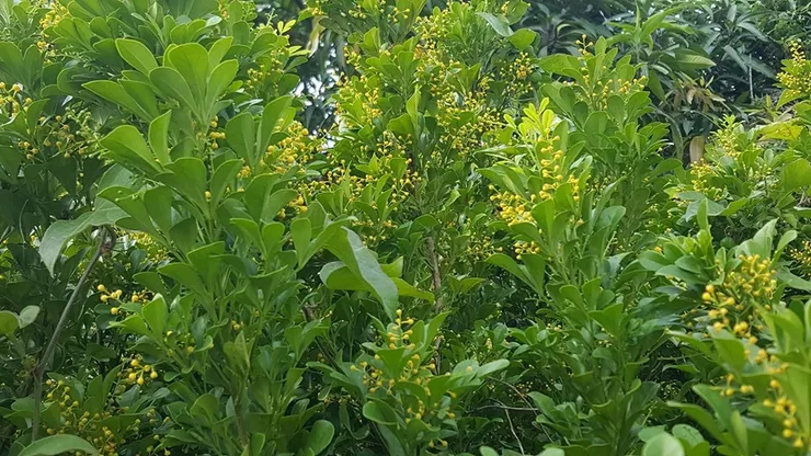 盛夏時節 星星點點的樹蘭花爆如魚卵的釋放