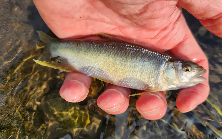 粗首鱲 別名：紅貓（雄）、溪哥（雌魚及幼魚）、闊嘴郎 ；留影不留魚，都市裡的魚還是別吃比較好。